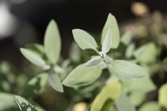 Salbei Salvia officinalis Kräuterwissen Kräuter Heilkraut