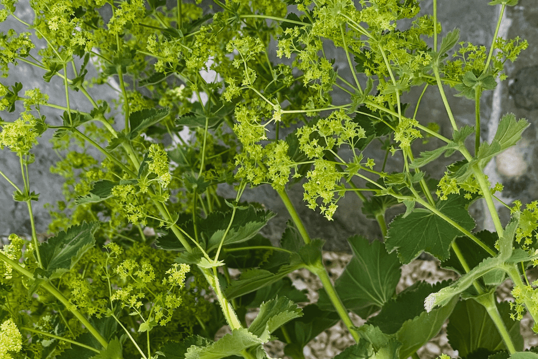 Alchemilla - der Frauenmantel