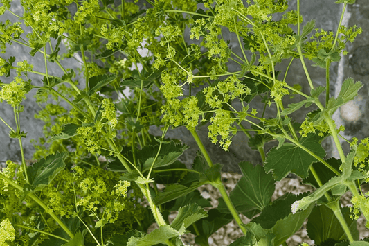 Alchemilla - der Frauenmantel